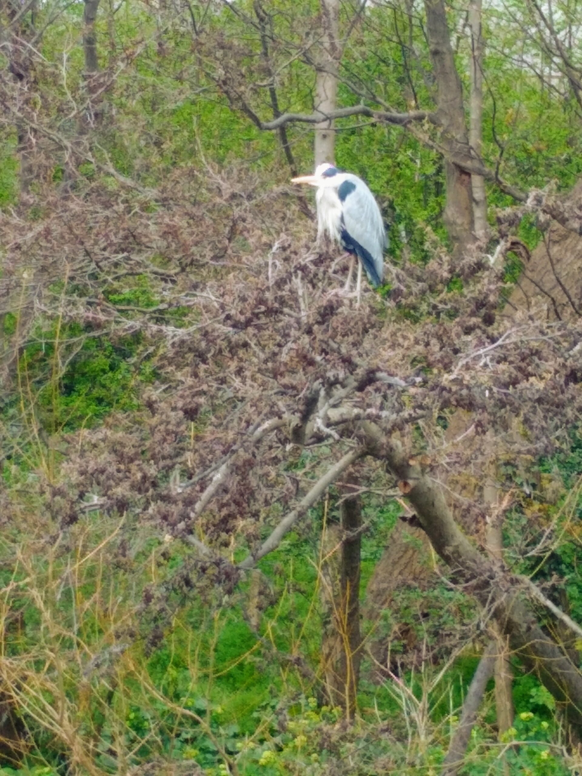 Heron on Maeves Walk