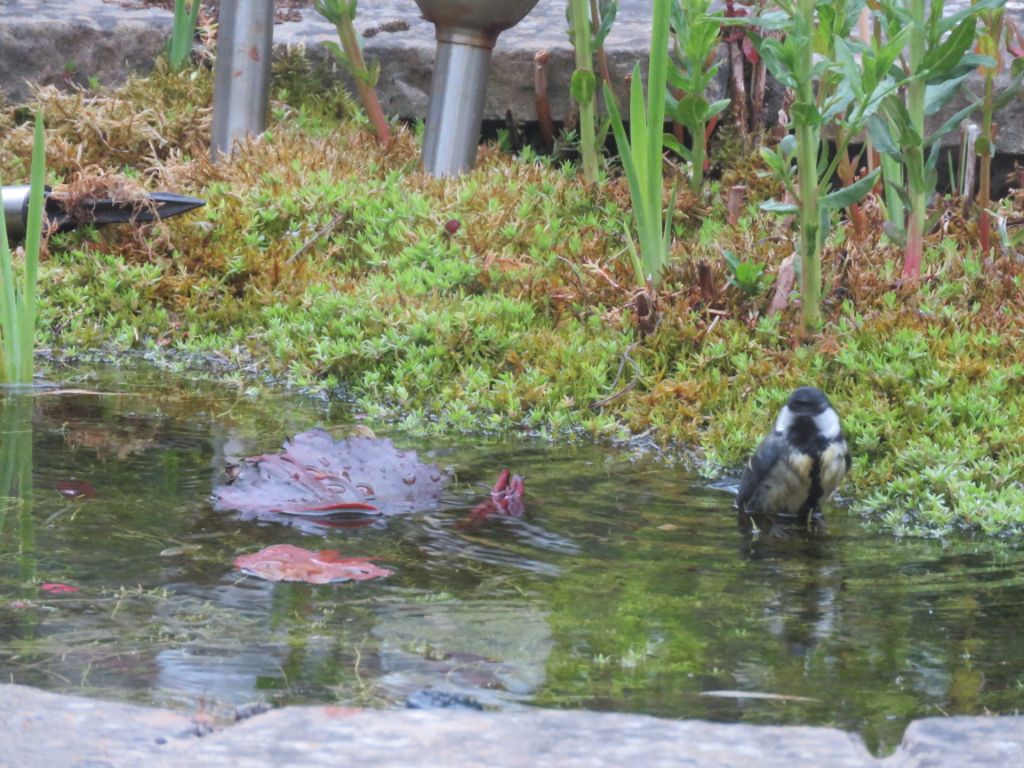 blue tit washing