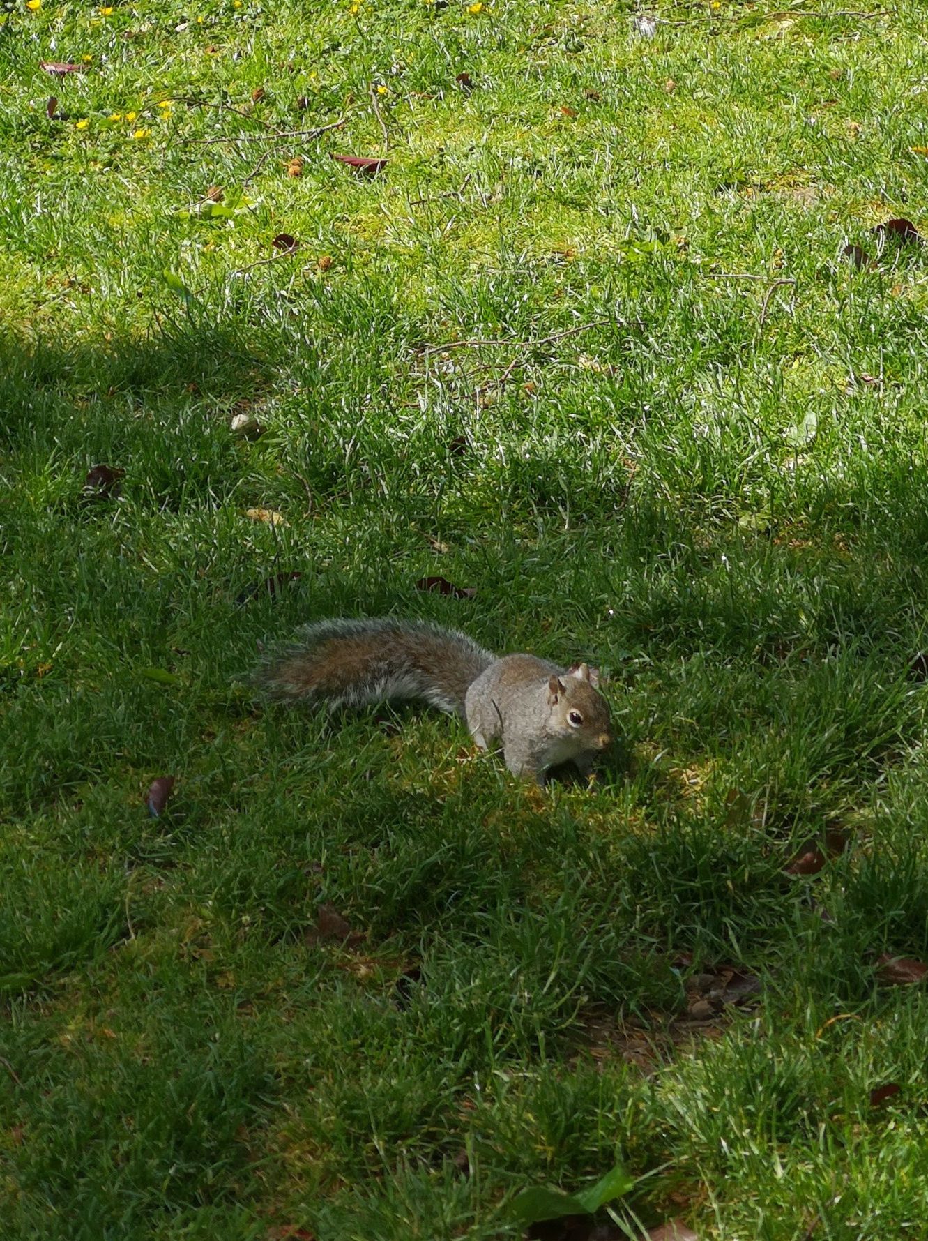 Squirrel in Rathfarnham Park