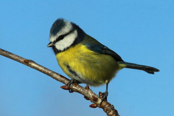 Upside down, Blue tit (Cyanistes caeruleus) hanging under a…