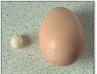blue tit egg and chicken egg