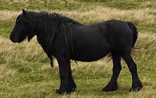 black pony
