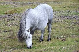 grey pony