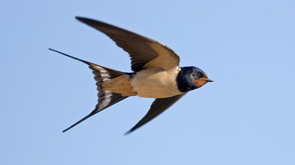 Swallow