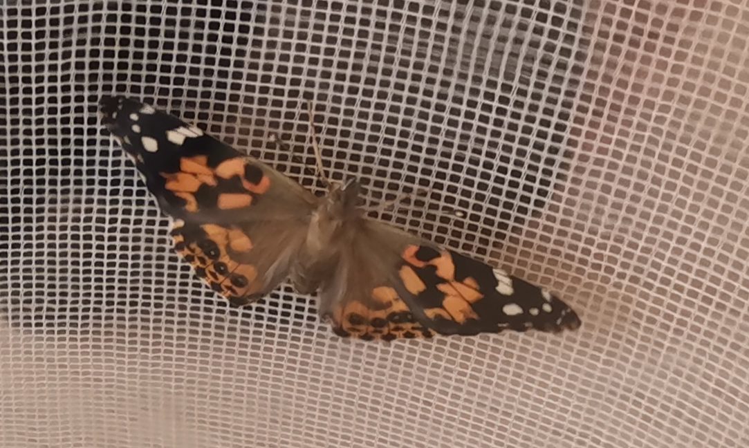 Painted Lady Butterfly