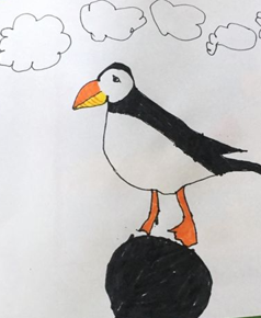 Puffin  Project Noah