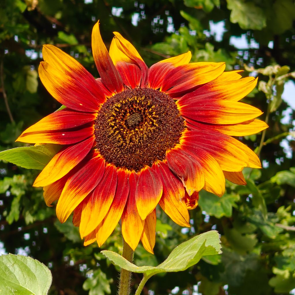 Sunflower in Community Garden