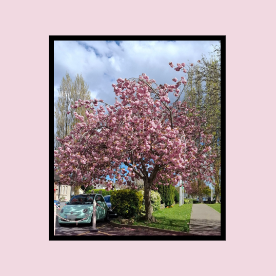 Cherry Blossom at the front of the school is in bloom