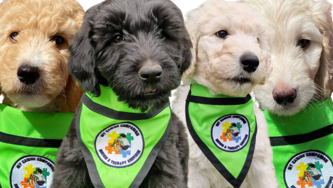 a picture of puppies from my canine companion